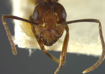 Media type: image; Entomology 21472   Aspect: head frontal view